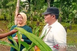 KLHK dorong gerakan tanam pohon untuk jaga alam Papua