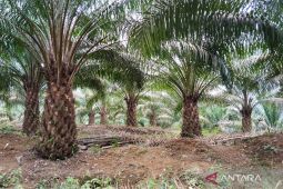 Mukomuko luncurkan bantuan 100 ribu bibit kelapa sawit untuk petani