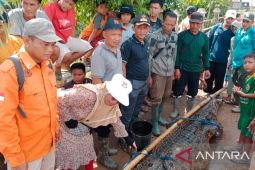 Warga tangkap buaya liar pemakan ternak