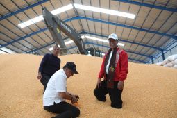 Mentan minta Bulog segera serap jagung hasil produksi petani