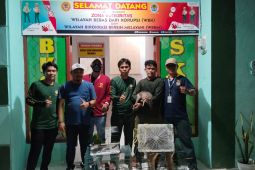 BKSDA Sultra gagalkan penyeludupan kanguru dan burung cendrawasih di Baubau