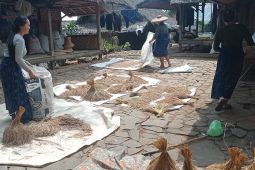 Petani Badui panen padi huma meski sempat terserang hama