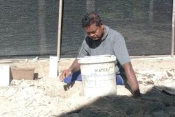 Pokmaswas Desa Sulengwaseng di Solor selamatkan 546 telur penyu