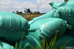 Harga gabah turun di Madiun