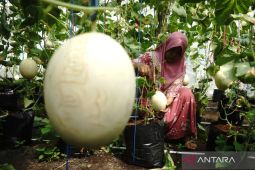 Budi daya melon di Jombang