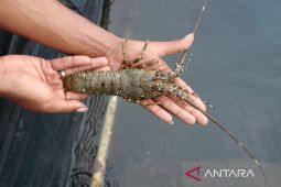 Catat, waspadai bahaya bahan kimia yang ada di makanan laut