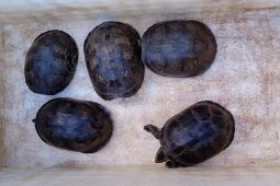 Karantina Lampung gagalkan penyelundupan kura-kura Ambon