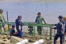 Dua tim BKSDA Kalsel buru buaya liar di Pantai Batakan