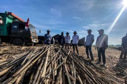 PT SGN giling tebu petani untuk penuhi kebutuhan masyarakat