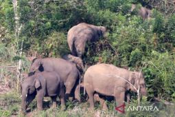 Wild Sumatran elephants destroy home in West Lampung village