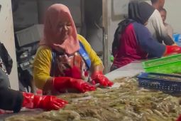 Jepara kota kelahiran udang yang terlupakan
