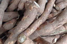Penuhi permintaan pasar, petani Lebak tingkatkan produksi singkong