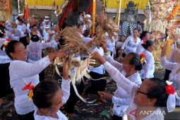 Tradisi Perang Sampian di Bali