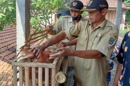 Pemdes Sendangagung Magetan bagikan ayam petelur cegah stunting