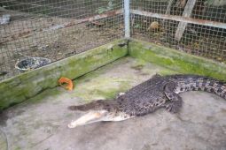 BKSDA Maluku terima buaya muara dari warga Leihitu