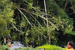 Pohon tumbang ganggu kelancaran lintas Parapat, perlu pemeliharaan berkala
