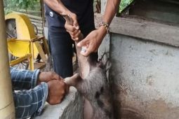 Nagekeo perkuat pengawasan cegah ASF di empat wilayah