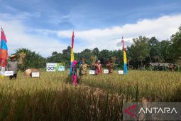 Mendes PDTT panen padi beras merah di Desa Namang