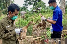 Pemkab HST siapkan vaksin flu burung 15.000 dosis pada 2024