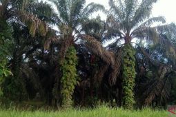 Nilai Tukar Petani Jambi naik 2,49 persen pada April 2024