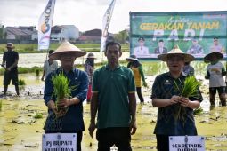 Kubu Raya lakukan gerakan tanam padi seluas 23 Ha