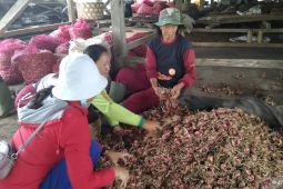 Petani bawang di Kintamani butuh sumur bor atasi keterbatasan air