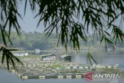 Purwakarta perkuat posisi sebagai salah satu daerah penghasil ikan air tawar
