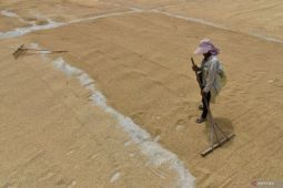 Harga gabah kering panen-giling di Sumut turun April  2024