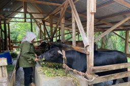 Distan Mukomuko pastikan kesehatan hewan kurban