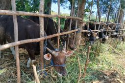 Kurban, wilayah 3T dan amanah yang harus dijaga
