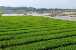 Petani di Lebak mulai lakukan gerakan percepatan tanam