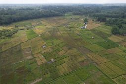 Pemkab Batanghari salurkan bantuan 8.220 kg bibit padi ke petani
