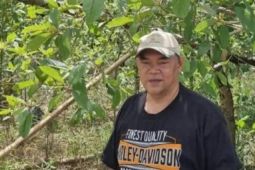 Ulat serang kebun kratom warga Selimbau