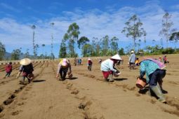 Garut kembangkan komoditas kentang untuk penuhi kebutuhan pasar