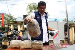 BNNP Kalimantan Barat musnahkan barang bukti narkotika