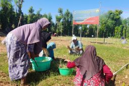 Faperta Unej uji coba tanam bawang merah di lahan marginal Sumenep