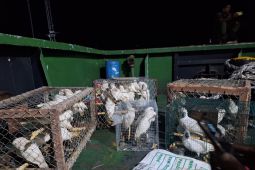 BKSDA Maluku amankan 55 kakaktua dari ruang mesin kapal Sabuk Nusantara 104