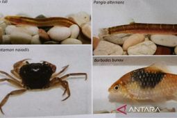 DKP Kaltim bentuk Pokja demi melestarikan  biota endemik air tawar