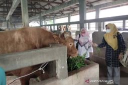 Riau kembali dapat bantuan sapi kurban dari Presiden Jokowi
