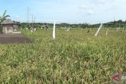 Pemkab Bangka Selatan garap 6.000 hektare lahan rawa jadi persawahan