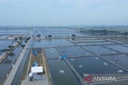 Gubernur Kaltim adaptasi model tambak ikan Karawang  ke Balikpapan