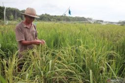 Pemprov: 1.650 hektare rawa di Sumut jalani proses optimasi  lahan