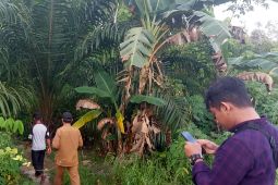 BKSDA Kalbar memantau aktivitas orang utan di Kayong Utara