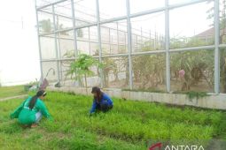 Lapas Perempuan Palu manfaatkan brandgang jadi kebun sayur