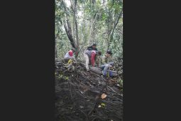 Balai Tanagupa dan BKSDA Kalbar evakuasi buaya pemangsa ternak warga