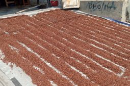Harga cengkeh kering di Lebak tembus Rp130.000/kg