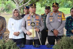 Bantuan alat BRIN, polisi temukan ladang ganja di Mandailing Natal