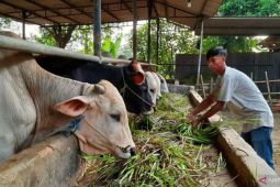 Kesehatan hewan kurban dapat dikenali dari penampilan fisik