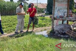 Petani di Kediri kembangkan bawang merah dari biji