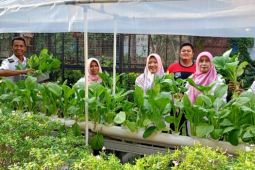 "Urban farming" dapat kurangi jejak karbon transportasi